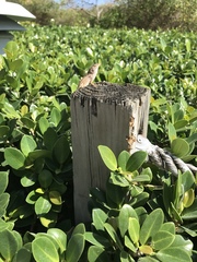 Anolis sagrei