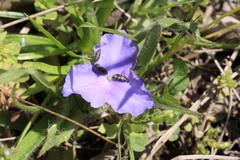 Tradescantia humilis