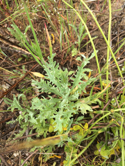 Lessingia germanorum