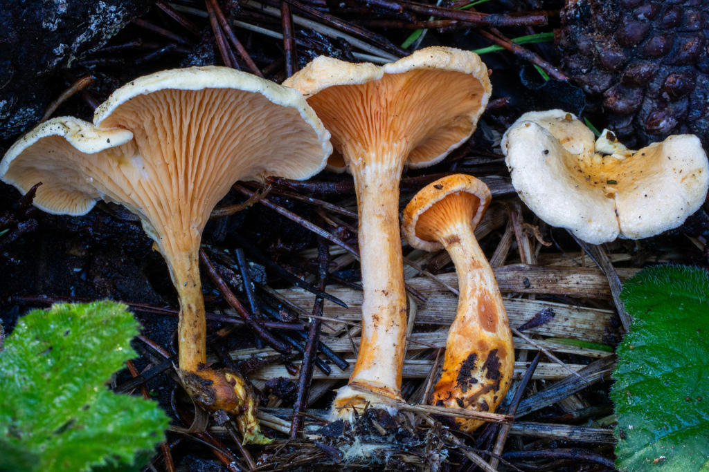 False Chanterelle from Salt Point State Park, Jenner, CA, US on October