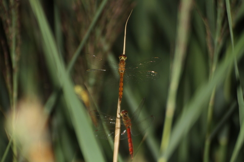Photo of Spotted Darter (Sympetrum depressiusculum)