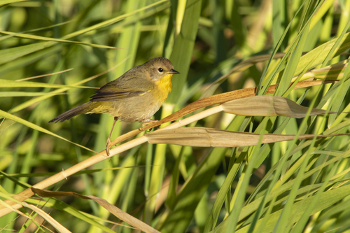 Belding's Yellowthroat (Geothlypis beldingi), photo 2