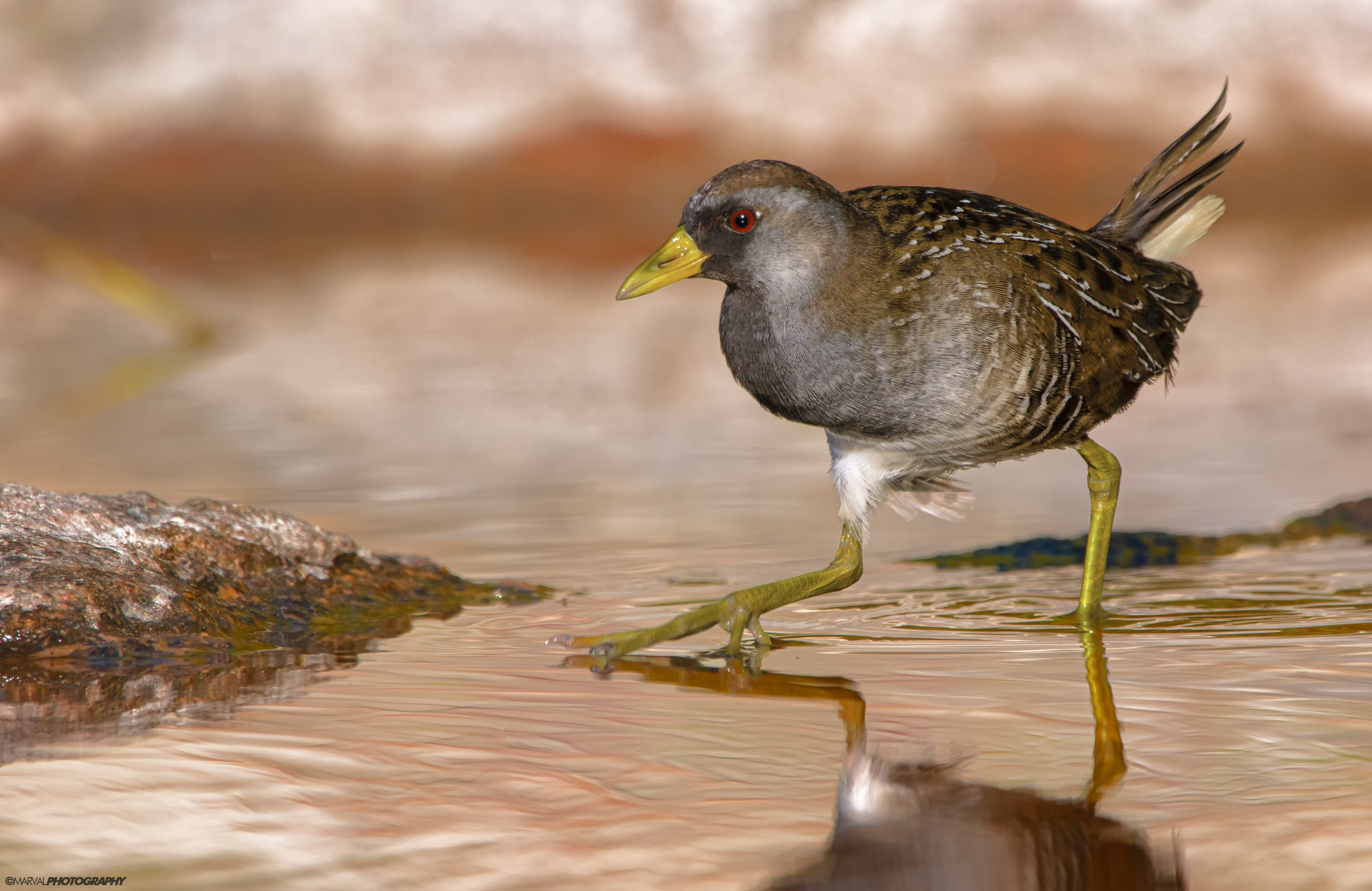 Sora (Porzana carolina)