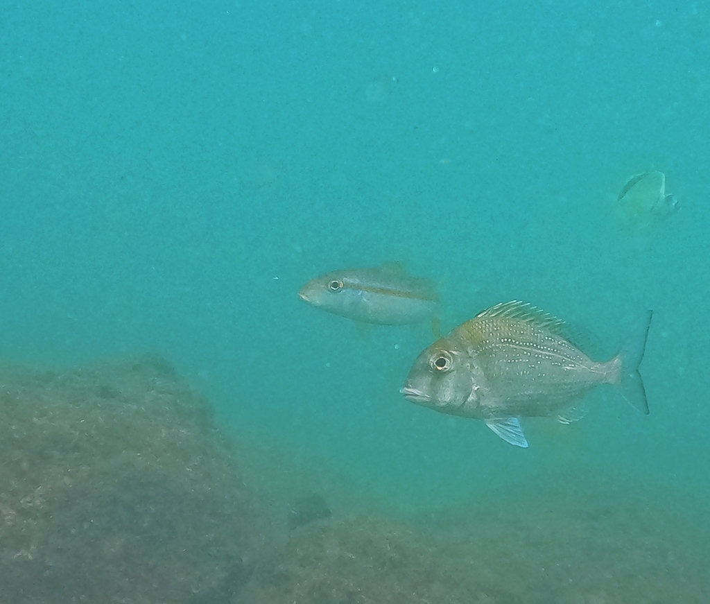 Pacific porgy