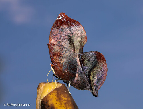 Red-striped Leafwing