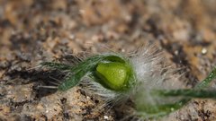 Cryptantha barbigera barbigera