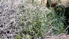 Cryptantha barbigera barbigera