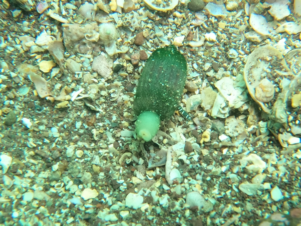 Ochetostoma baronii