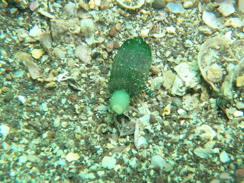 Ochetostoma baronii