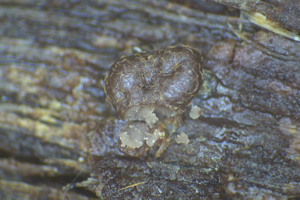 Enteridium liceoides