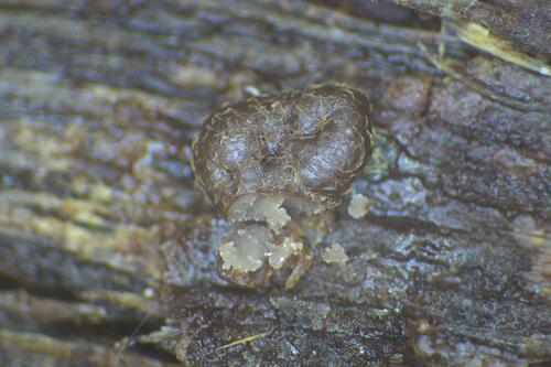 Reticularia liceoides · NaturaLista Colombia