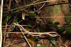 Dryophiops philippina