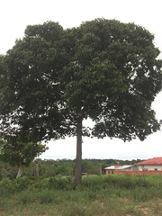 Bertholletia excelsa