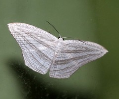 Acropteris leptaliata