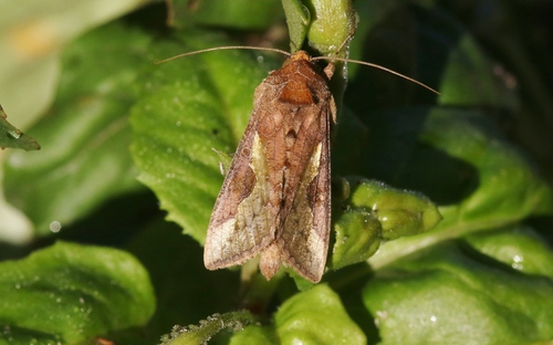 Slender Burnished Brass