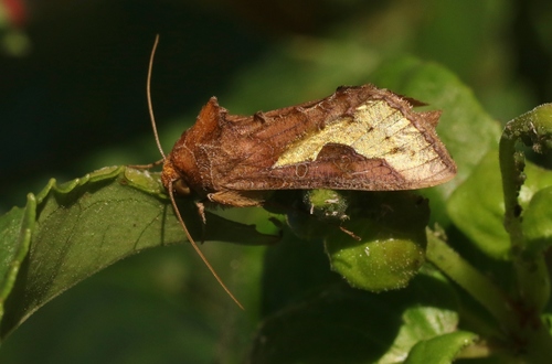 Slender Burnished Brass