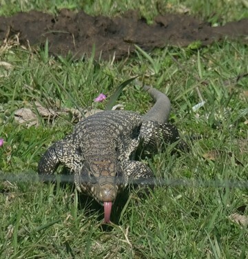 Argentine Black-and-white Tegu