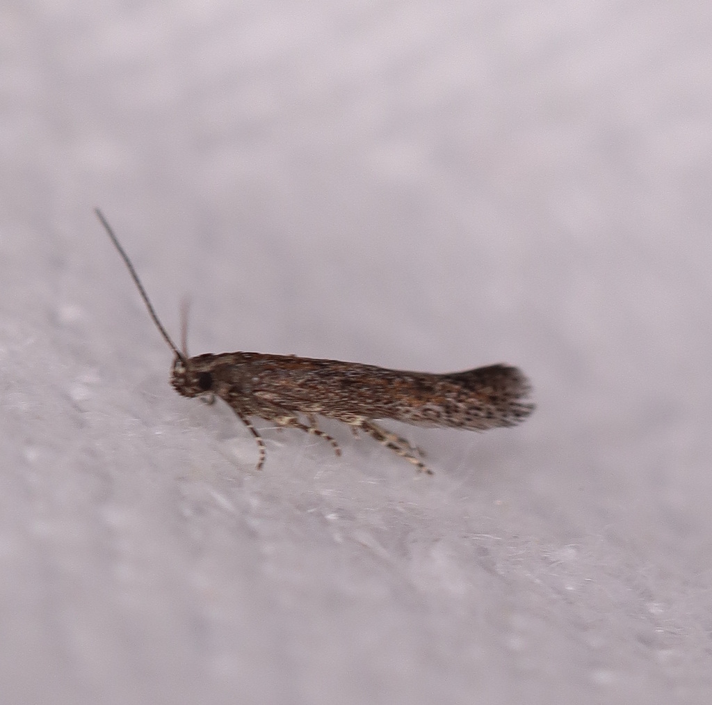 Eumenodora encrypta
