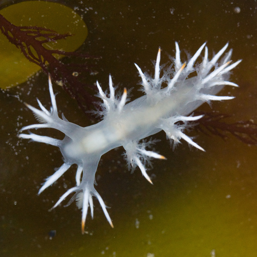 Dendronotus albus