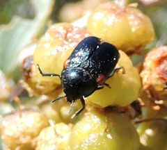 Saxinis saucia