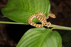 Trimeresurus flavomaculatus