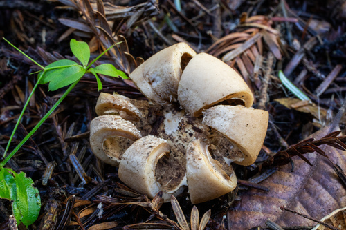 Geastrum (Photo 2 of 3)