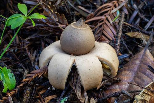 Geastrum