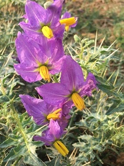 Solanum virginianum