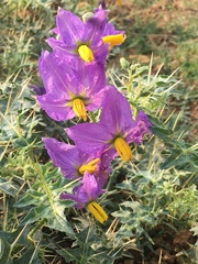 Solanum virginianum