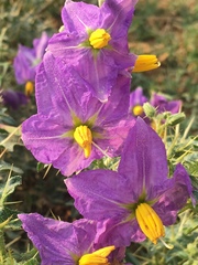 Solanum virginianum