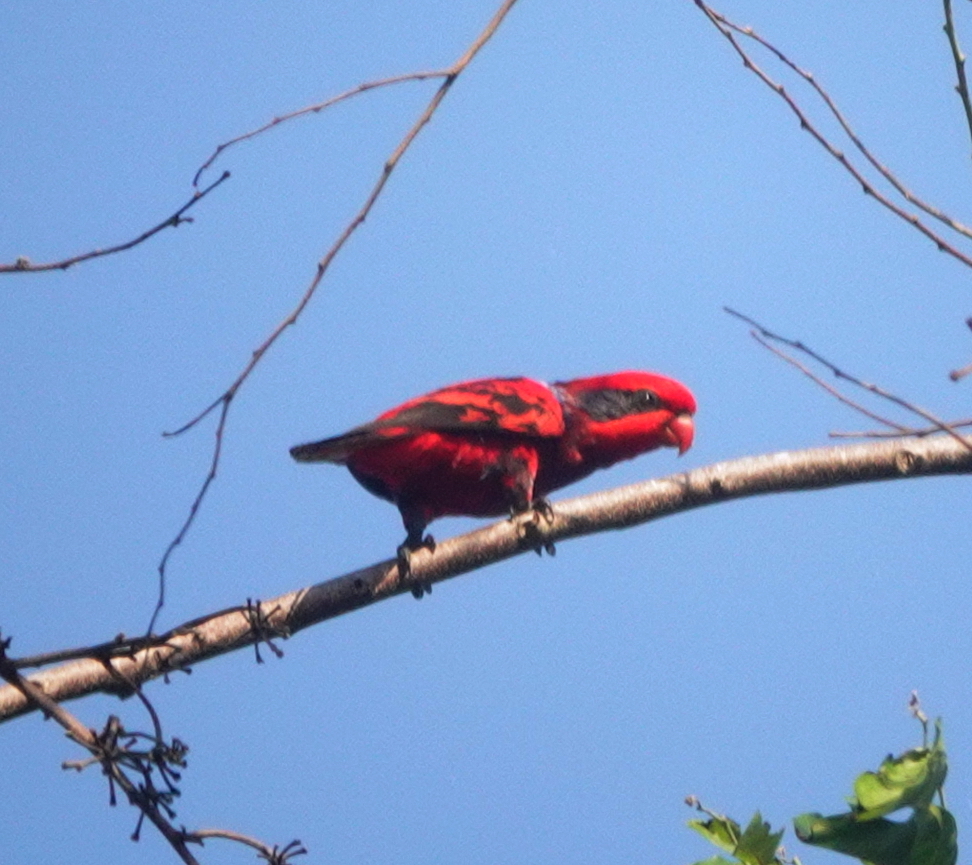 Blue-streaked Lory illustration