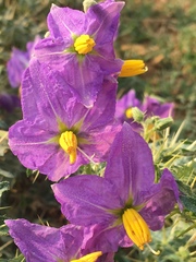 Solanum virginianum