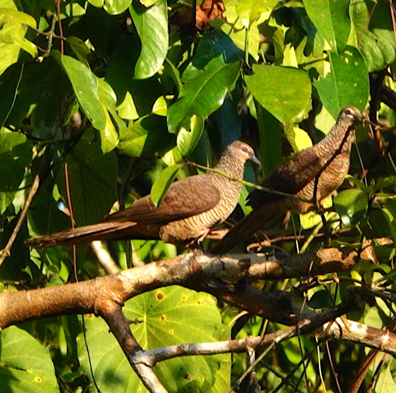Tanimbar Cuckoo-Dove (Macropygia timorlaoensis), photo 1