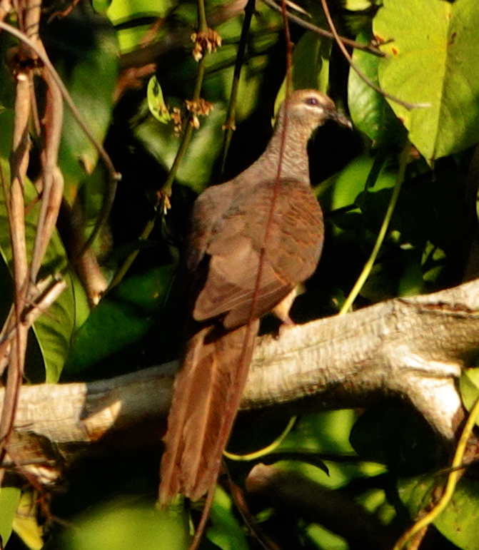 Tanimbar Cuckoo-Dove (Macropygia timorlaoensis), photo 2