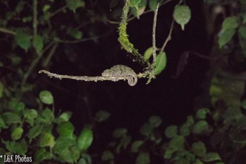 Calumma crypticum