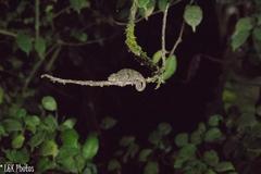 Calumma crypticum