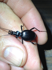 Scaphinotus striatopunctatus