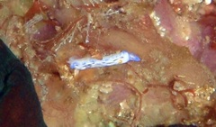 Hypselodoris maritima