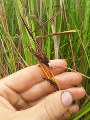 Carex subdola