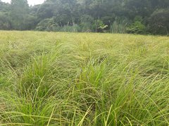 Carex subdola