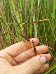 Carex subdola