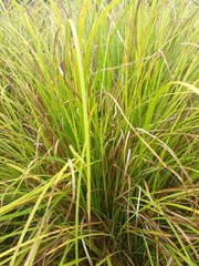 Carex subdola