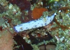 Hypselodoris