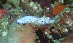 Hypselodoris