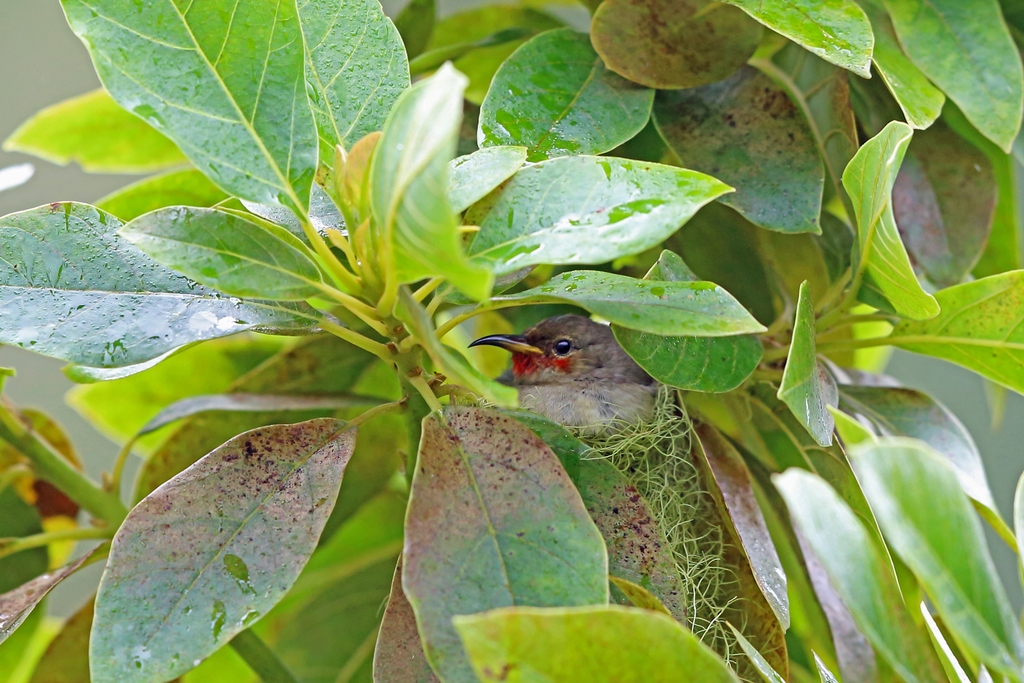 Elfin Myzomela (Myzomela adolphinae) photo