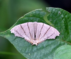 Orudiza protheclaria