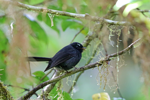 Rhipidura atra
