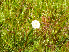 Chaenactis fremontii