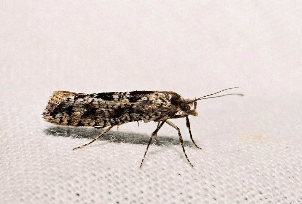 Digitivalva occidentella