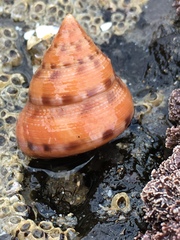 Calliostoma gloriosum